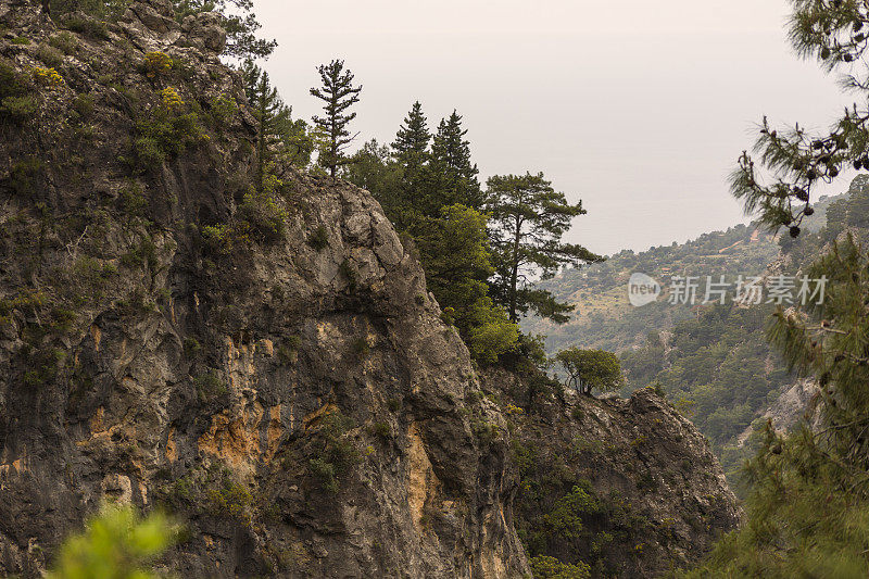 松树由著名的利西亚路行人步行步道feithiye至kas mugla turkey